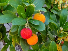 ストロベリーツリー   苺の木　（いちごのき）　実　１