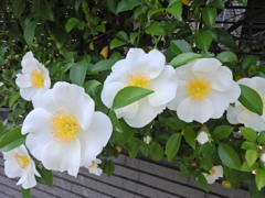 浪花茨 （なにわいばら）３