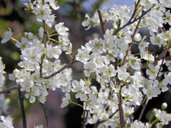 李 （すもも）「酸桃」　花　１
