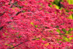 春紅葉　７