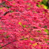 春紅葉　７