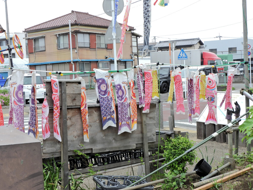 近所のせせらぎ遊歩道で鯉のぼり　２