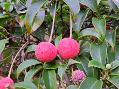 山桑(やまぐわ)の実 1 山桑(やまぐわ)の実 1