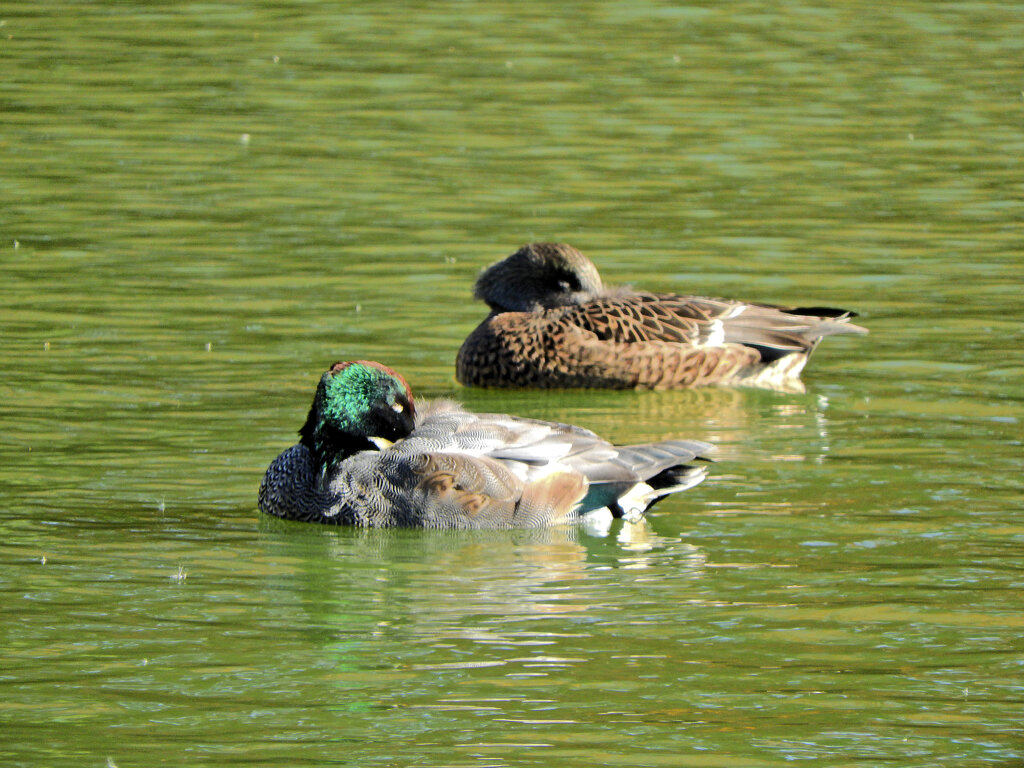 ヨシガモ　さん　３
