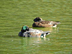 ヨシガモ　さん　３