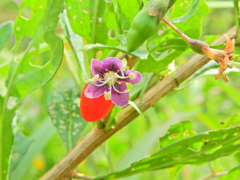 枸杞 （くこ）１