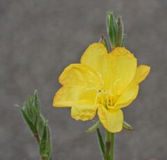待宵草 （まつよいぐさ）３