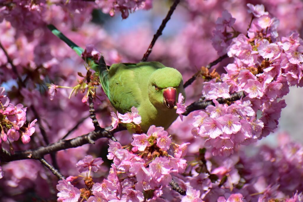 河津桜を喰い散らす　ワカケホンセイインコ　６