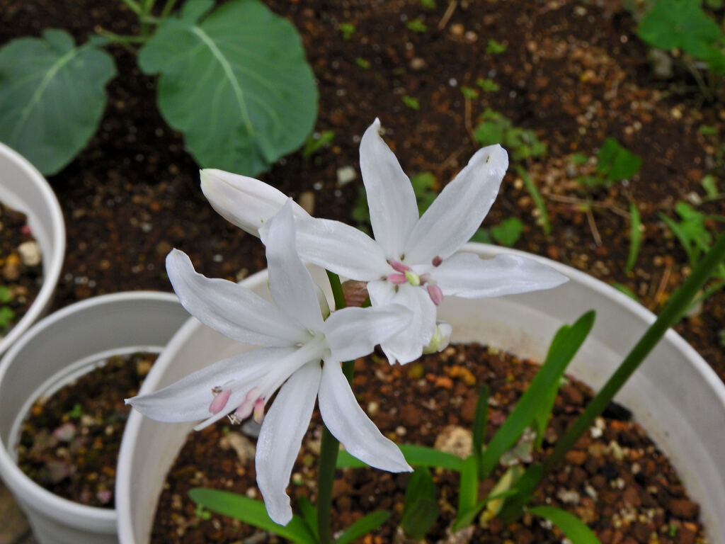 ネリネ   （ダイヤモンドリリー）白花　２