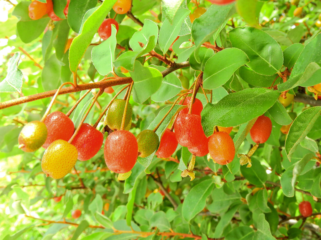 夏茱萸（ナツグミ）３