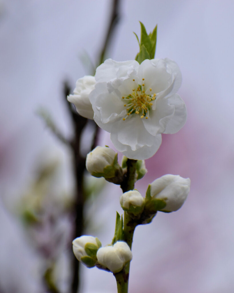 花桃　７