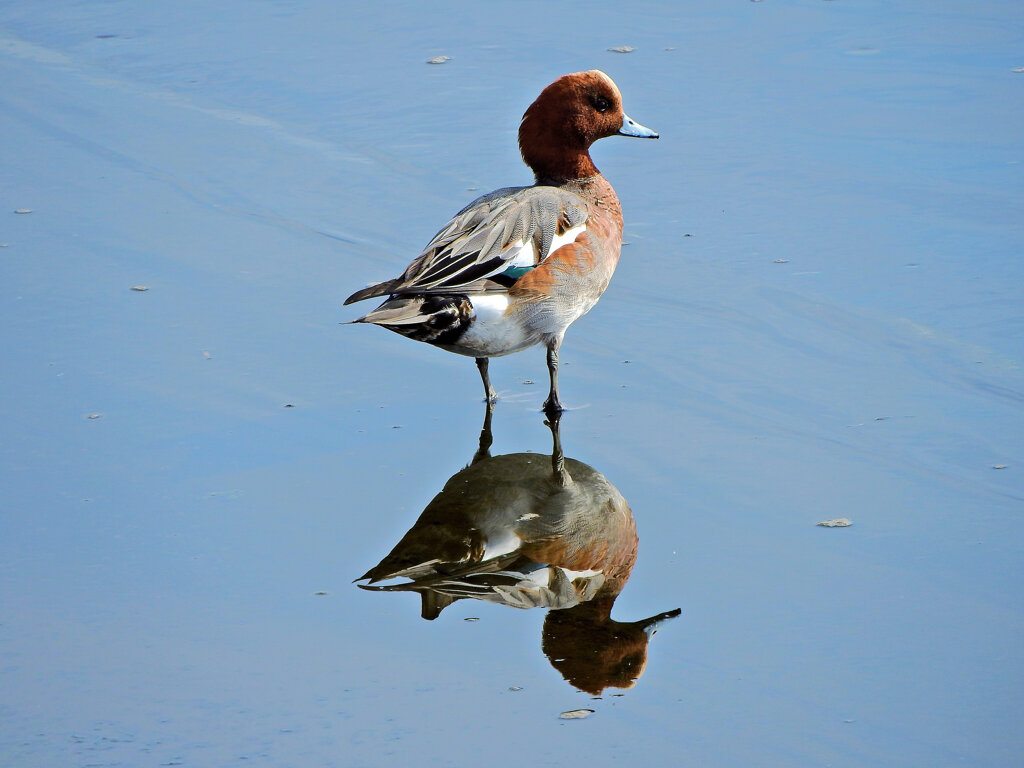 ヒドリガモ （緋鳥鴨）さん　３