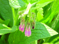 コンフリー   （鰭玻璃草、領巾張草（ひれはりそう））３