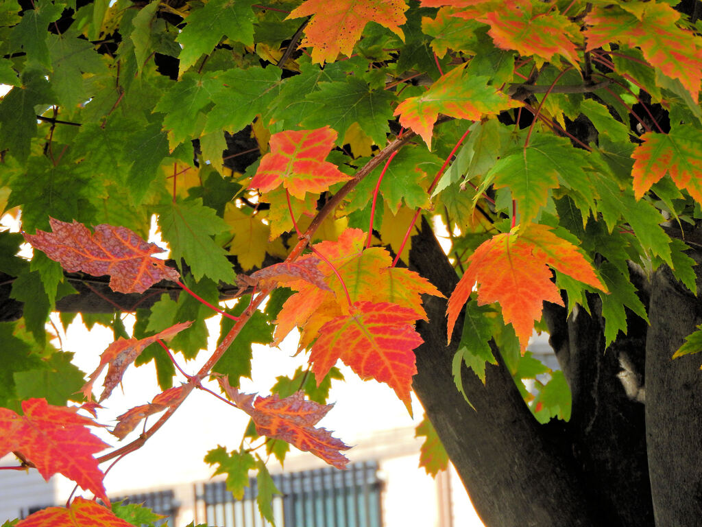 カエデの紅葉　１０
