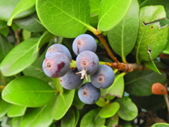 丸葉車輪梅 （まるばしゃりんばい）実　２