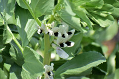 ソラマメの花　４