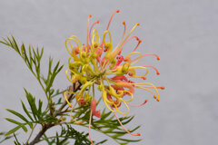 グレビア 7 グレビア 7