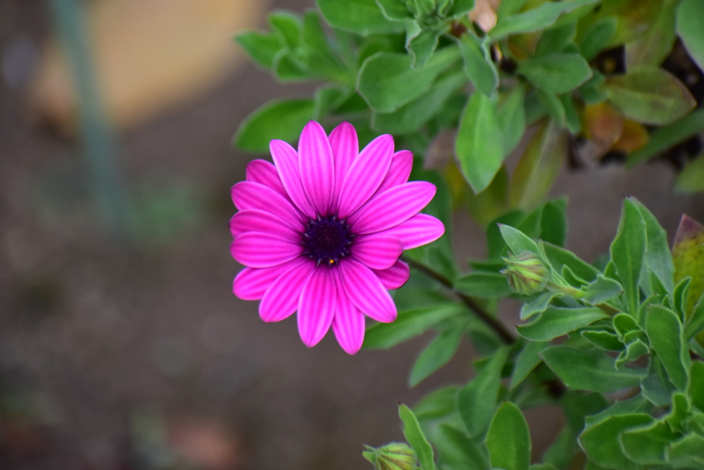 オステオスペルマム　1/3