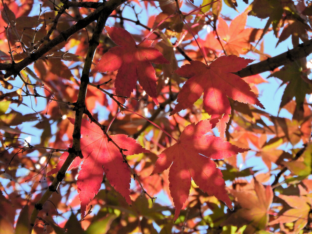 近所のお寺で　紅葉　４