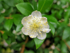 銀梅花 （ぎんばいか）花