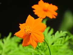 黄花コスモス　３