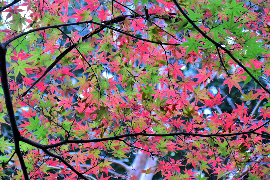 紅葉　④