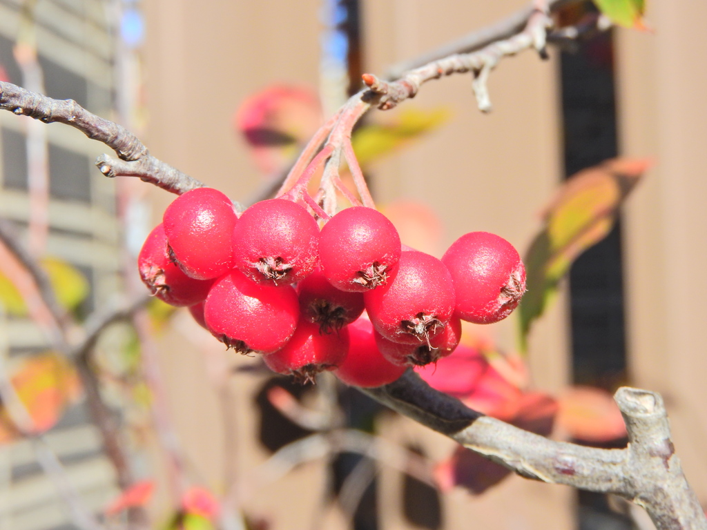 セイヨウカマツカ　３