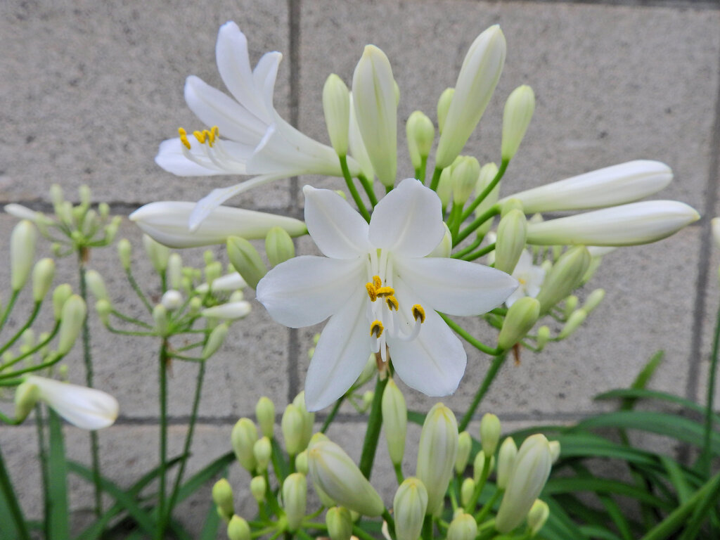 アガパンサス　白花　９