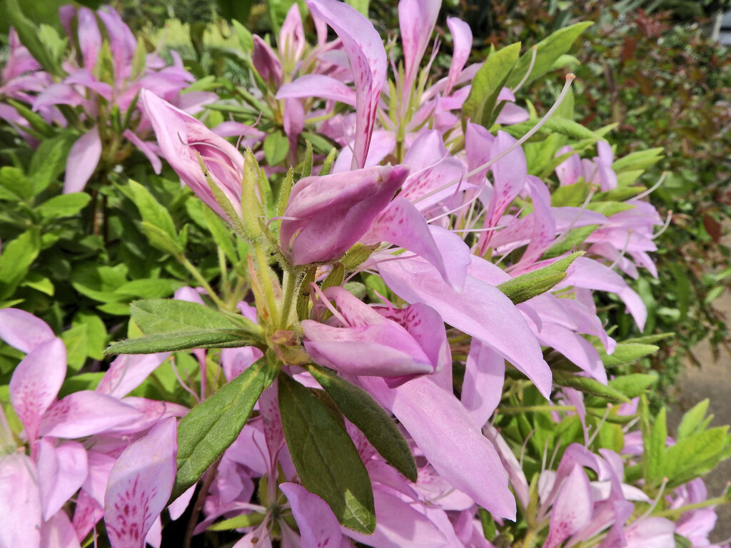 躑躅’花車’（ツツジ’ハナグルマ’）５