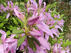 躑躅’花車’（ツツジ’ハナグルマ’）５