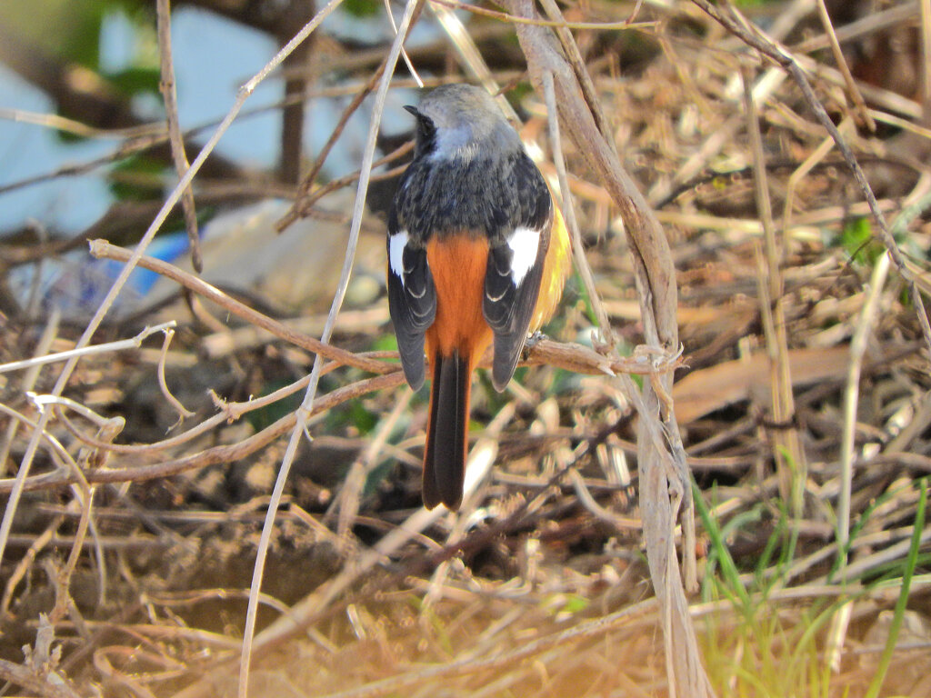 ジョビ男　と遊んだ　２