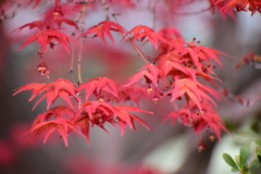 春紅葉　１０