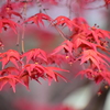 春紅葉　１０