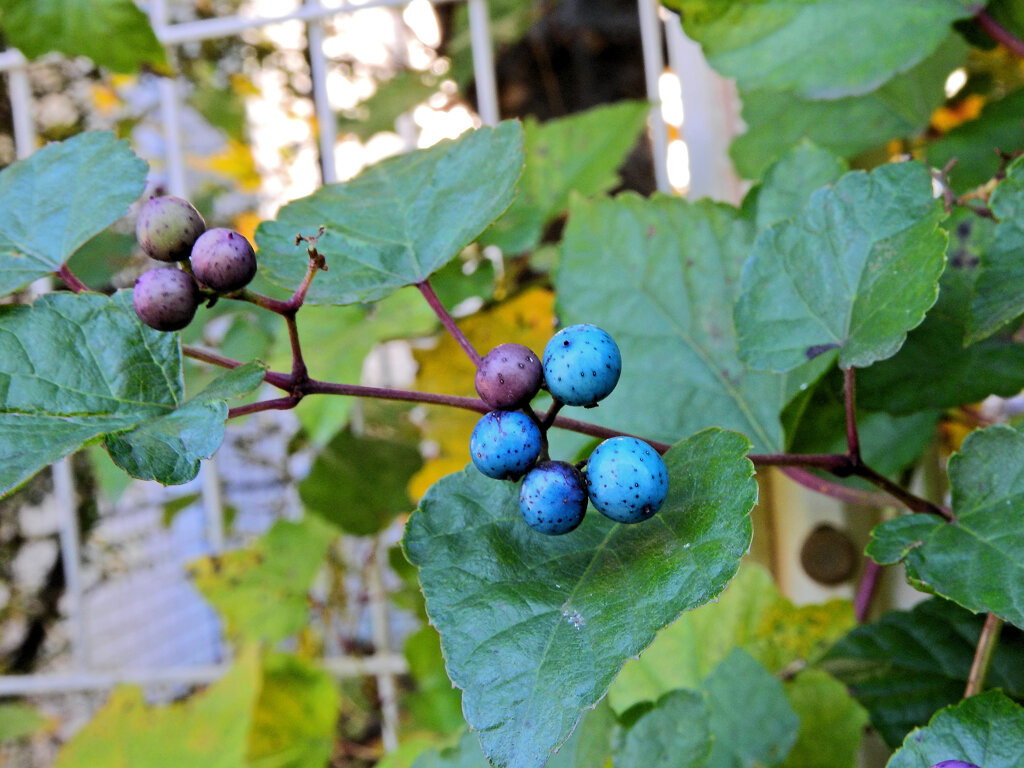 野葡萄の実　５