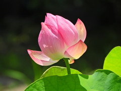 蓮　１０