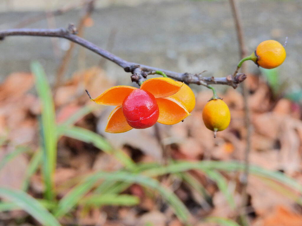 弾けた　ツルウメモドキ（蔓梅擬）３