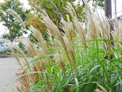 ｽｷｯ(*´ω｀)ﾉﾞ⌒☆　ススキ　薄　３