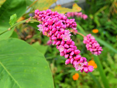 大毛蓼 （おおけたで）３