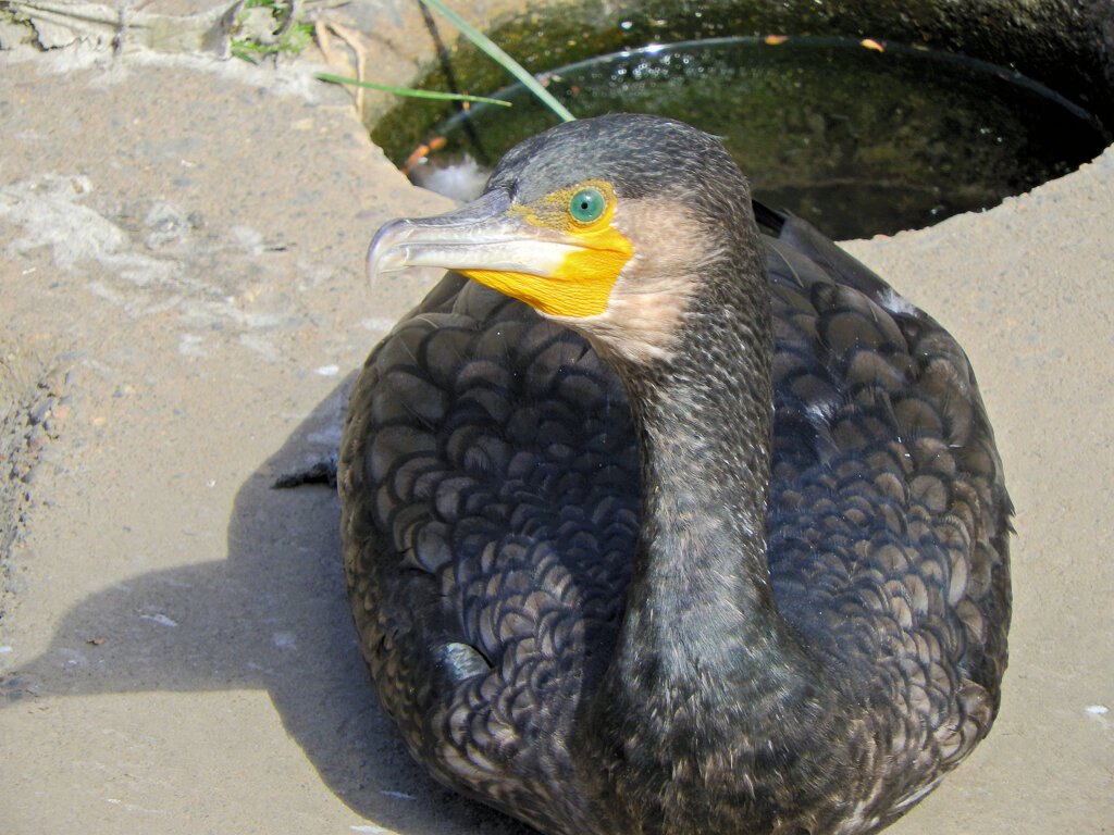 カワウ　３