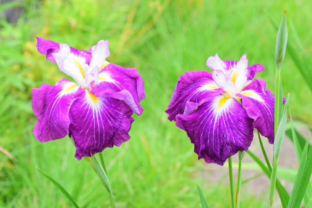 花菖蒲　３