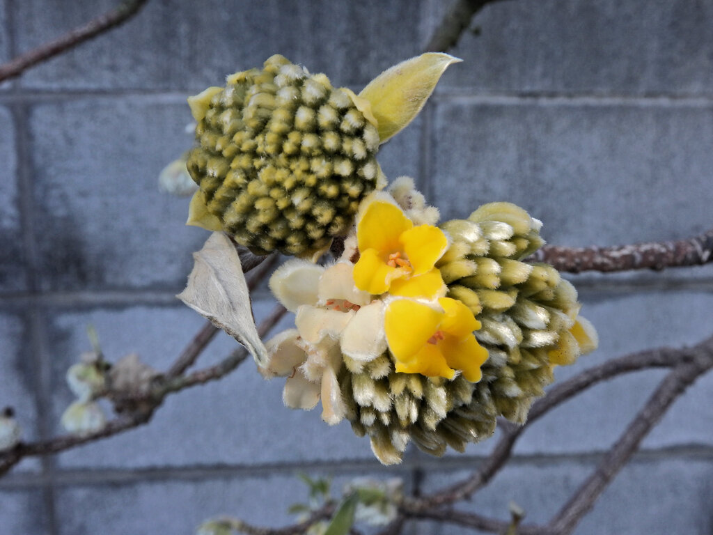 三椏が開花　１