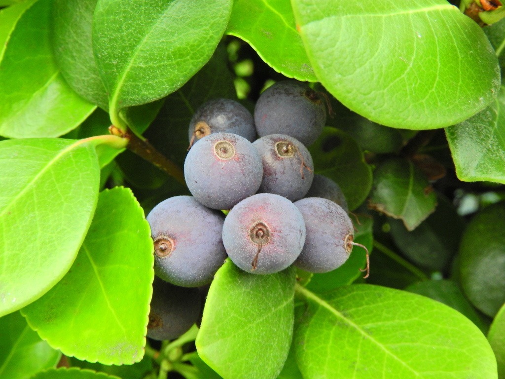 丸葉車輪梅 （まるばしゃりんばい）実　５