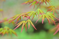 春紅葉　４