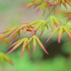 春紅葉　４