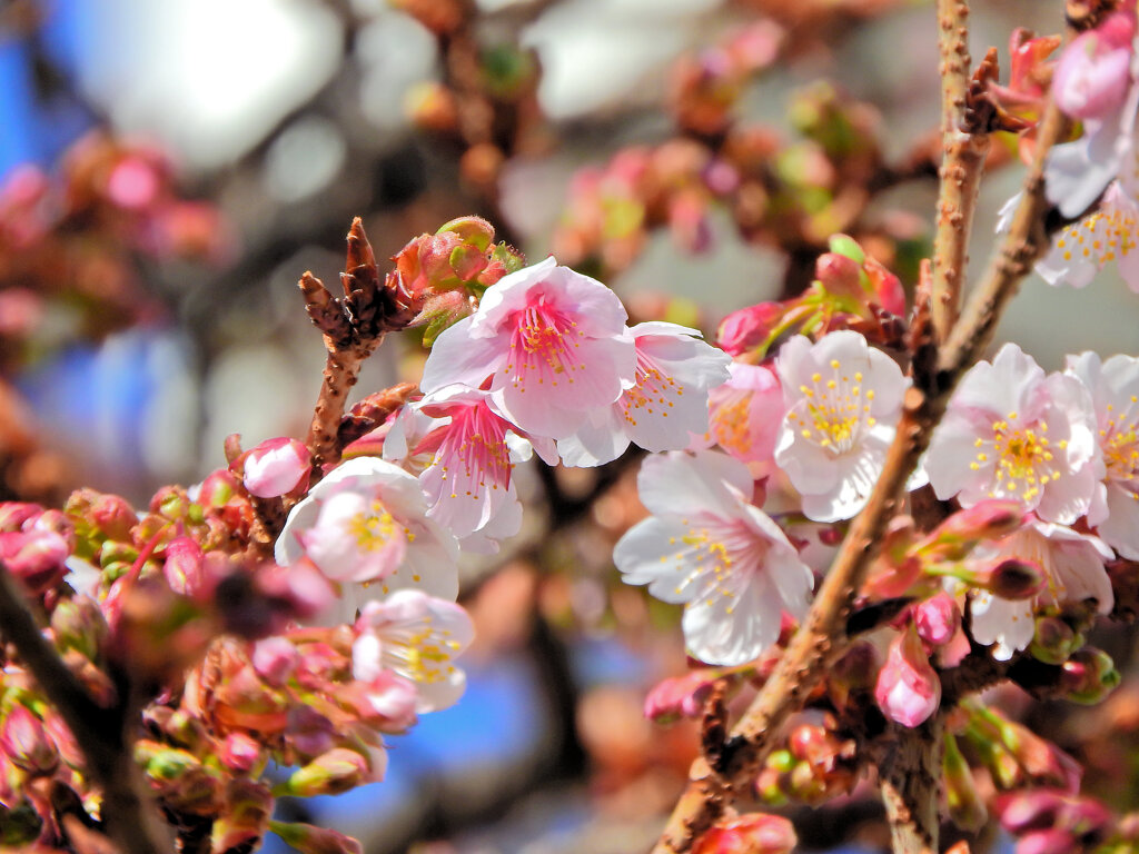 今日の寒桜　４