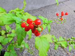 数珠珊瑚 （じゅずさんご）実　１