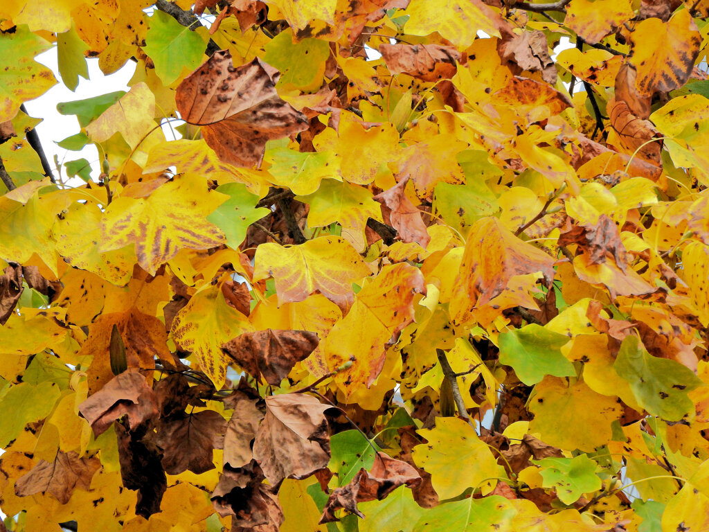 百合の木 （ゆりのき）の紅葉　３