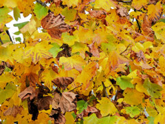 百合の木 （ゆりのき）の紅葉　３