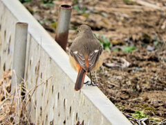 ジョビ子さんと遊んだ(∩.∩）　７