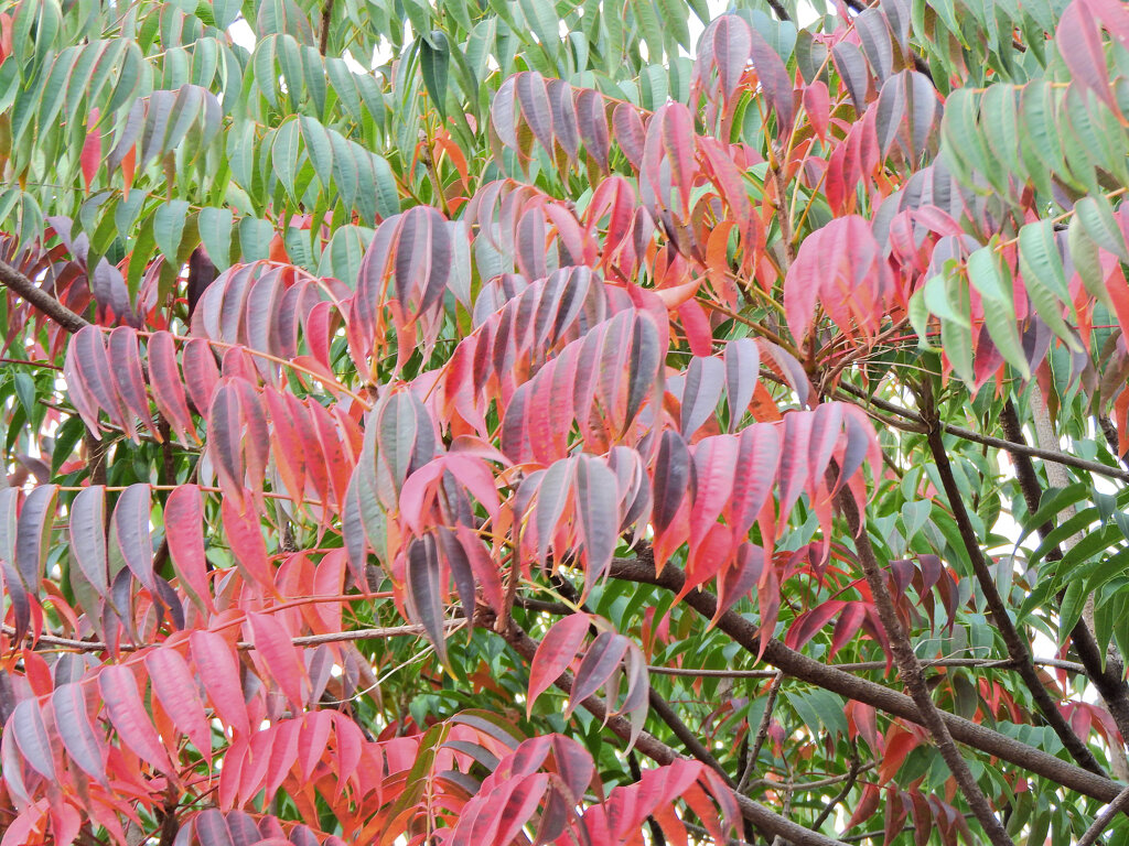 山黄櫨 （やまはぜ）のグラデーション　４